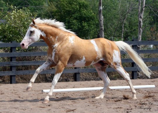 Sato - Palomino Paint Thoroughbred Horse